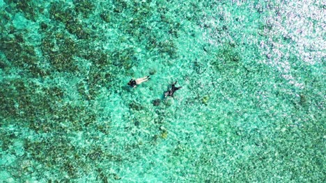 Jóvenes-Turistas-Nadando-Y-Buceando-En-Agua-Cristalina-Esmeralda,-Observando-El-Fondo-Del-Mar-Con-Arrecifes-De-Coral-Y-Guijarros-En-El-Caribe
