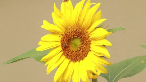 Medium-shot-of-bees-collecting-nectar-from-a-sunflower