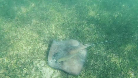 A-southern-stingray-scanning-the-bottom-of-the-seabed
