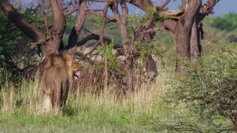 The-Black-Maned-Lion-Standing-In-The-Meadow-Under-the-Summer-Weather-In-Nxai-Pan-National-Park-In-Botswana