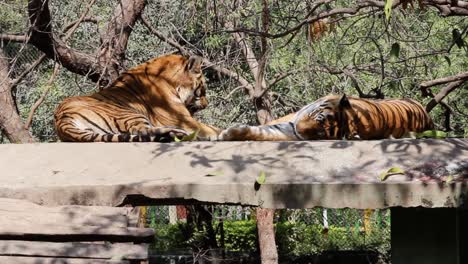 Clip-of-two-tigers-lying-down,-relaxing-and-licking-themselves-in-the-zoo-of-Indore,-Madhya-Pradesh,-India