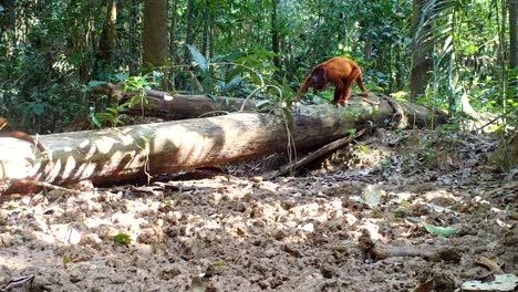 red-howler-monkey-in-the-wild,-amazon-rainforest-animal