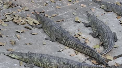 Clip-of-crocodiles-resting-in-the-zoo-of-Indore,-Madhya-Pradesh,-India