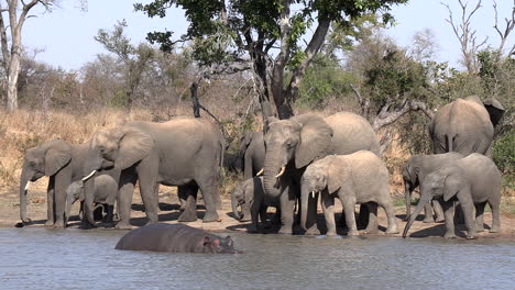 African-animals-at-a-waterhole,-a-herd-of-elephants-drink-while-a-hippo-wades-in-the-water