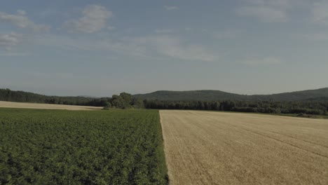 Wheat-growing-in-field-borders-with-potato-crops