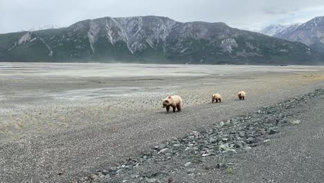 Grizzly-bear-Mom-walks-with-cubs-behind-in-Yukon,-long-shot