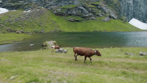 Kühe-In-Einem-Grünen-Tal