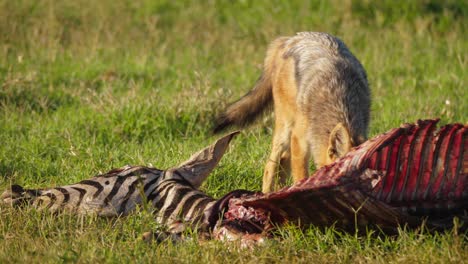A-black-backed-jackal-scavenges-meat-off-a-dead-zebra,-its-carcass-stripped-completely-bare-by-predators