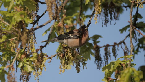 common-chaffinch-eating-and-feeding-on-seeds-and-leaves-in-a-tree
