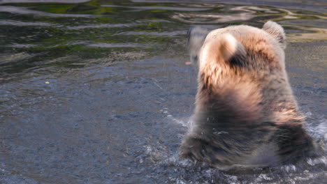 Closeup-of-a-brown-bear-swimming,-on-a-sunny-summer-day---Ursus-arctos---Static-view