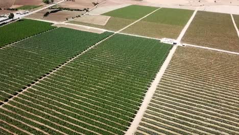 Aerial-view-of-rows-of-blueberry