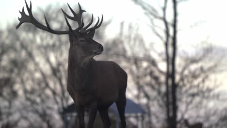 Majestic-stag-with-large-antlers-turns-his-head-and-looks-at-Camera-2---SLOMO