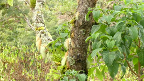 Small-yellow-bird-hopes-across-the-trunk-of-a-mossy-tree-in-the-middle-of-the-Costa-Rica-evergreen-forest