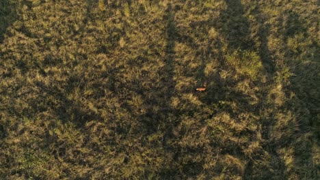 Maned-wolf-aerial-shot-with-long-shadows-in-a-grassland-area