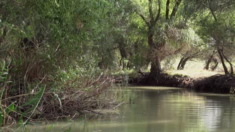 Green-Tranquil-Waters-Of-Danube-Delta-River-Surrounded-By-Lush-Foliage-Forest-Nature-Landscape---Low-Aerial