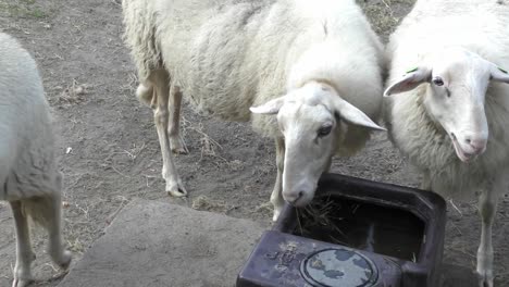 Schafe-Trinken-Aus-Wasserbehälter