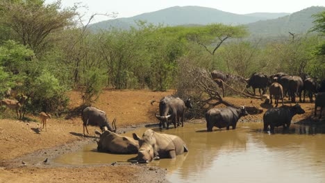 Southern-White-Rhinos-Bathe-in-Water-Hole-by-Buffalo-and-Antelope-Herds