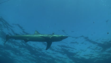 Tiburón-Azul-Recogiendo-Cebo-Cerca-De-La-Superficie-En-El-Océano-Abierto-De-Las-Azores