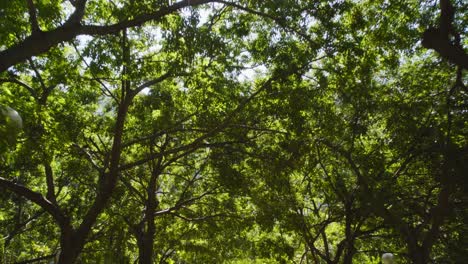 Sunlight-filtering-through-leaves-of-green-tall-trees,-forward-dolly