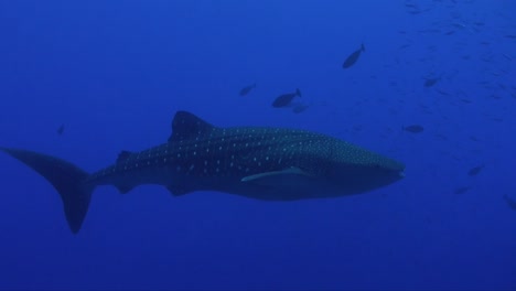 Un-Gran-Tiburón-Ballena-Nadando-En-El-Océano-Azul