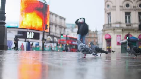 London-Pigeon-walking-in-Piccadilly-Circus-in-the-rain-Slow-motion