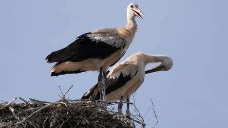 Two-Storks-Standing-in-Their-Nest-Cleaning-EachTheir-Feathers,-Close-up