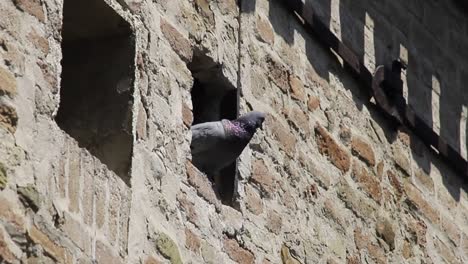 Pigeons-on-the-street