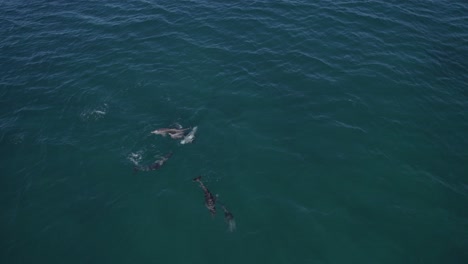 Eine-Gruppe-Tümmler-Schwimmt-Auf-Der-Malerischen-Meereslandschaft-An-Der-Tasmanischen-See-In-NSW,-Australien---Drohnenaufnahme-Aus-Der-Luft