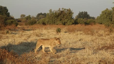 Wide-shot-of-a-young-male-lion-walking-through-the-dry-landscape-of-Mashatu-Botswana