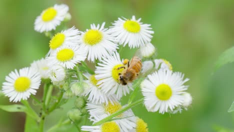 One-Hard-Working-Honey-Bee-with-Pollen-Baskets-on-Legs-Picks-up-Pollen-from-Chamomile-Blossom