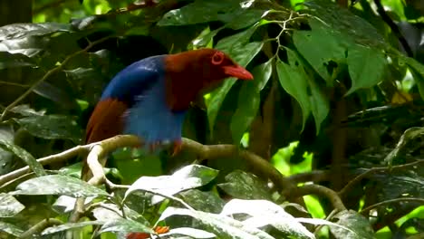 Sri-Lanka-blue-magpie-Ceylon-magpie-Urocissa-ornata-Corvidae-endemic-bird-blue-brown-birds-kahibella-wildlife-perched-on-a-tree-branch