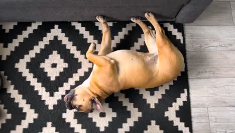 Pet-French-Bulldog-Being-Playful-Lying-Down-On-Carpet-At-The-Floor