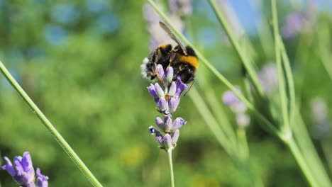 Close-shot-of-bumblebees-on-flower-lavender-with-a-colorful-background