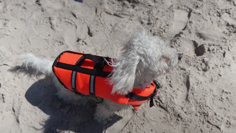 Cute-family-pet---Bichon-Frise-sitting-in-beach-sand-with-orange-vest