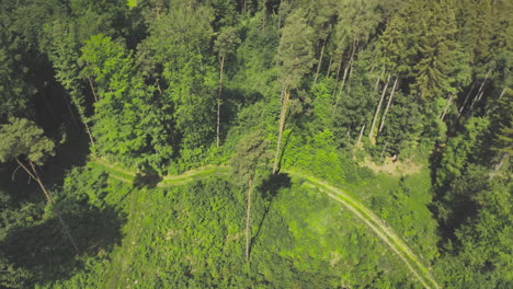 Impressive-Cinema-Drone-circle-shoot-of-a-big-tree-in-a-green-forest-in-hot-summer-sun
