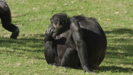 A-chimpanzee-eating-some-grass-while-sitting-down-in-a-zoo-enclosure