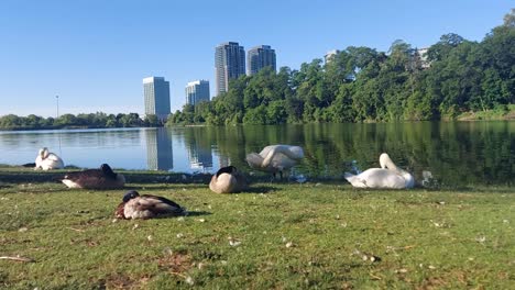 Swans-and-geese-rest-peacefully-and-preen-their-feathers-in-the-early-morning-in-High-Park