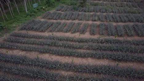 Vista-Desde-Arriba-Del-Cultivo-De-Piña-En-Una-Granja-Rural-En-Phuket,-Tailandia