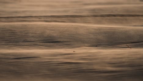 Sand-grain-blowing-in-slow-motion-over-desert-ripple-pattern-in-sunlight-glow