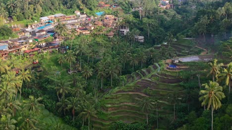 Selva-Tropical-Llena-De-Cocoteros-En-Terrazas-De-Arroz-Tegallalang-En-Ubud-Bali-Al-Amanecer,-Antena