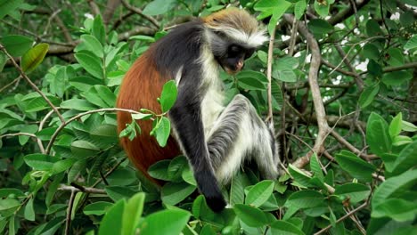 Clip-De-Cámara-Lenta-De-Un-Mono-Buscando-Y-Comiendo-Frutas-De-Los-árboles