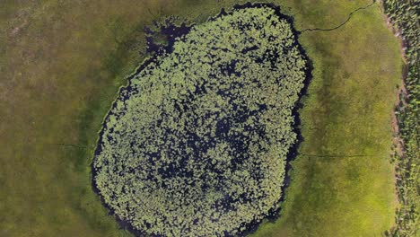 Alaskan-big-swamp-covered-with-green-grass,-bog-moss,-and-flowers-with-a-small-pond-in-the-middle---Aerial-spinning-top-view