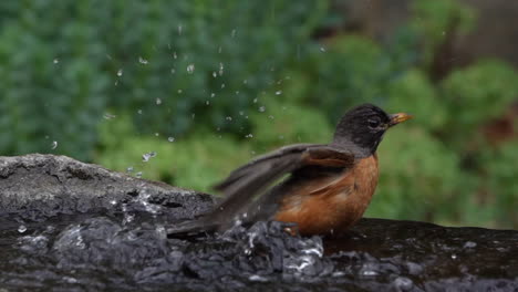 Robin-slashing-in-a-water-fountain