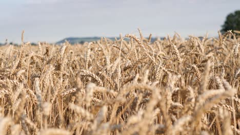 Closeup-of-wheat-field