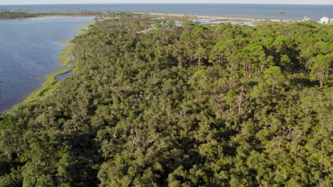 Aerial-footage-of-dense-lush-coastal-Florida-natural-forest