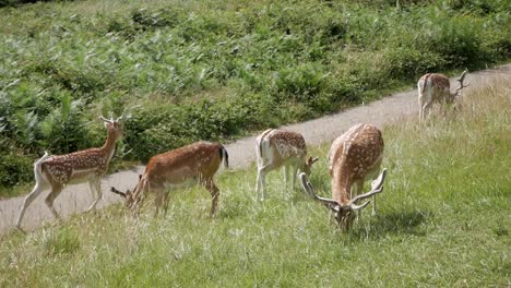 Closeup-four-fallow-deer-feeding-grass-next-to-a-walking-path