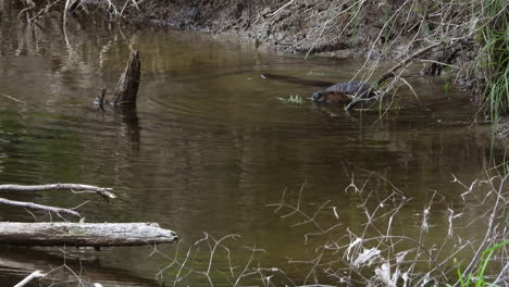 Beavers-swim-in-shallow-waters-such-as-rivers