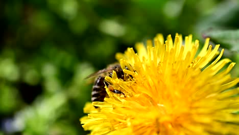 Bee-collecting-pollen-from-yellow-flower