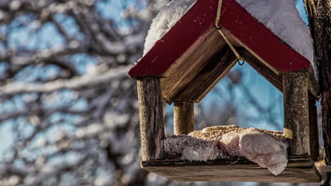 Birds-eating-seeds-a-suet-at-a-feeder-in-winter---time-lapse