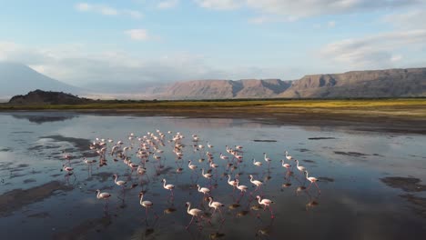 Eine-Gruppe-Von-Flamingos-Spazieren-Auf-Dem-Natronsee-Mit-Der-Atemberaubenden-Spiegelung-Im-Wasser-Und-Den-Wunderschönen-Bergen-Von-Tansania-Im-Hintergrund---Nordafrika